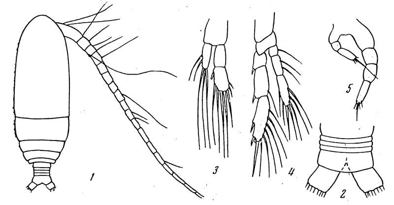 Species Calocalanus longisetosus - Plate 2 of morphological figures
