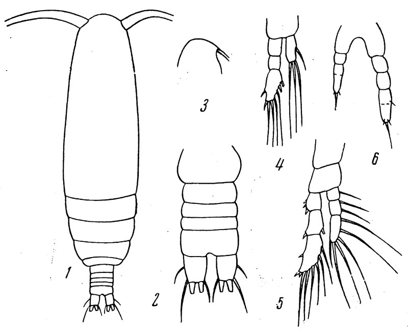 Species Calocalanus elongatus - Plate 1 of morphological figures