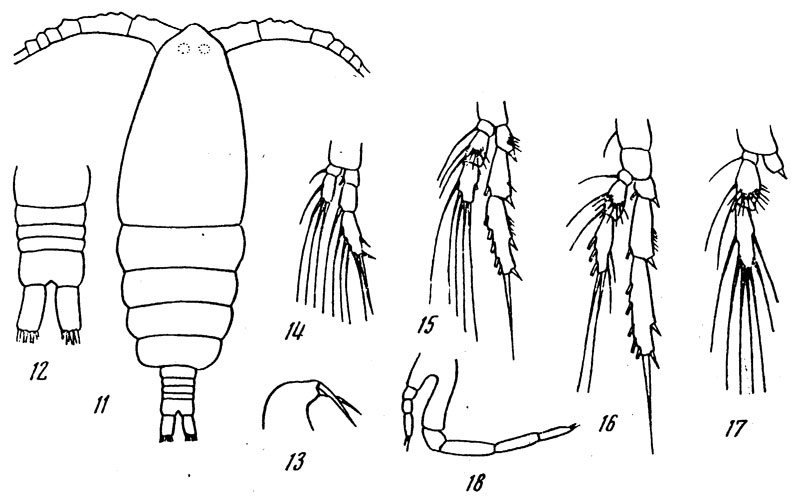 Species Calocalanus adriaticus - Plate 1 of morphological figures