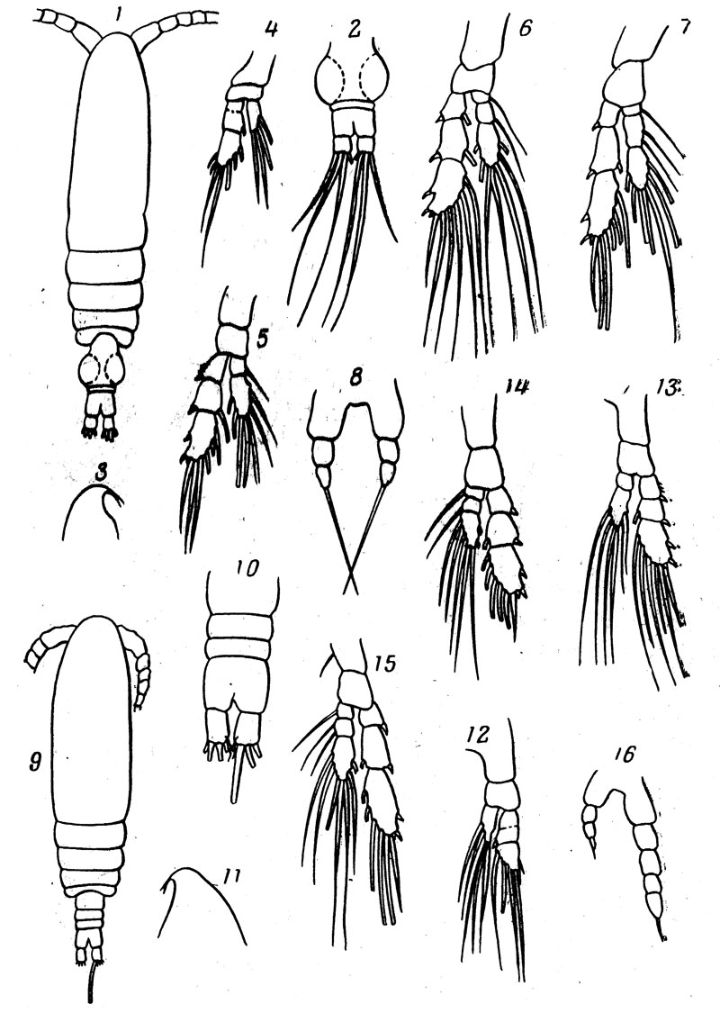 Espèce Calocalanus elegans - Planche 3 de figures morphologiques