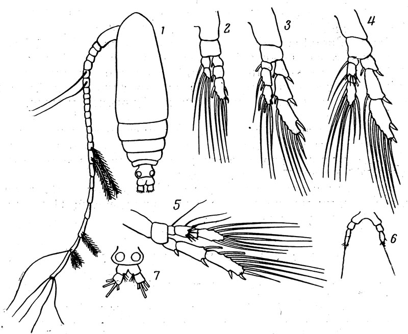 Espèce Calocalanus plumatus - Planche 3 de figures morphologiques