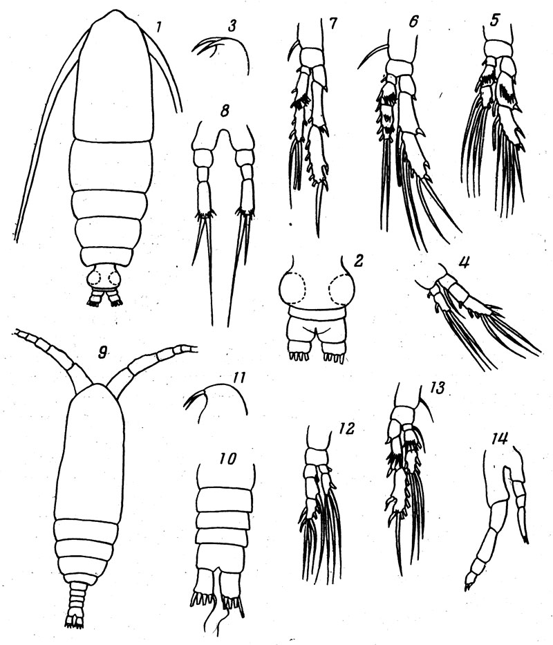 Species Calocalanus neptunus - Plate 4 of morphological figures