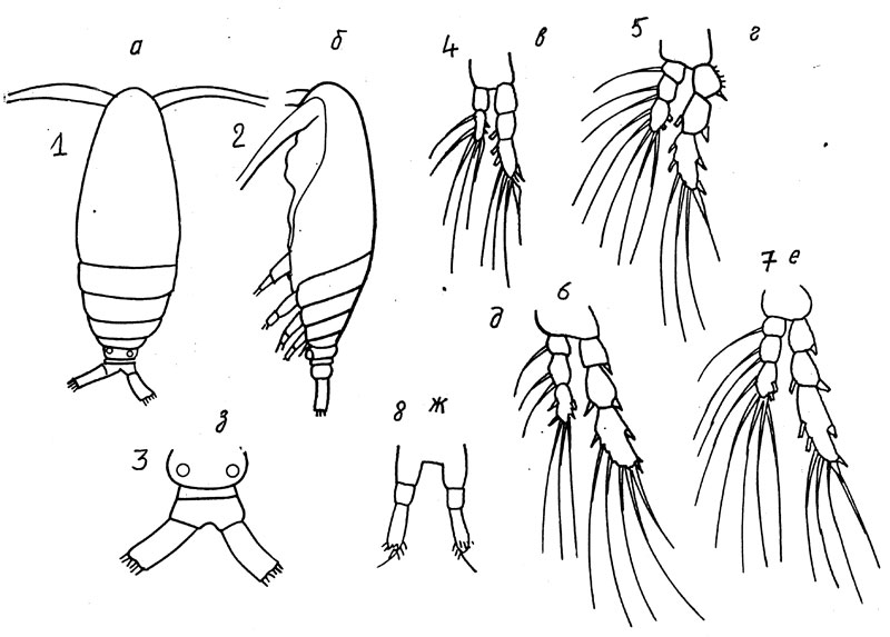 Species Calocalanus vinogradovi - Plate 1 of morphological figures