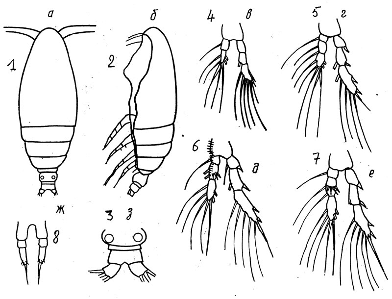 Species Calocalanus spinosus - Plate 1 of morphological figures