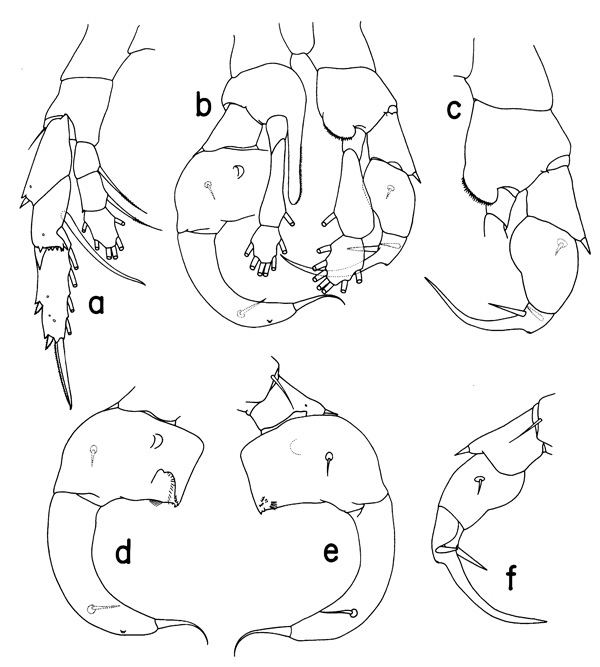 Espèce Heterostylites longicornis - Planche 2 de figures morphologiques