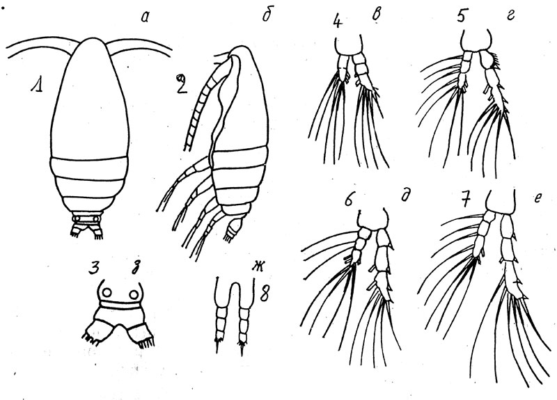 Species Calocalanus beklemishevi - Plate 1 of morphological figures