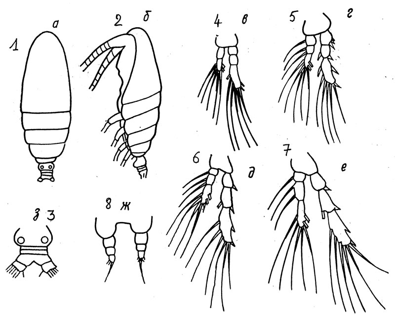Species Calocalanus dellacrocei - Plate 1 of morphological figures