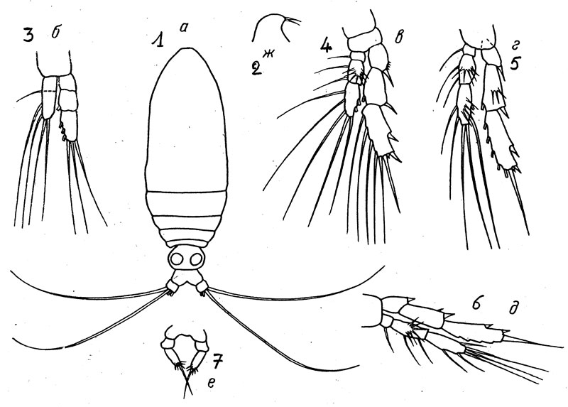 Espèce Calocalanus latus - Planche 1 de figures morphologiques