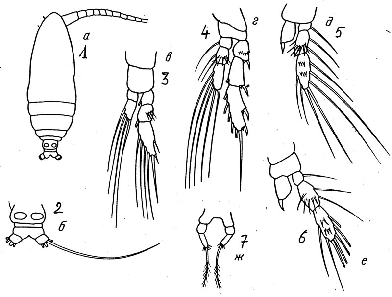 Species Calocalanus kristalli - Plate 1 of morphological figures