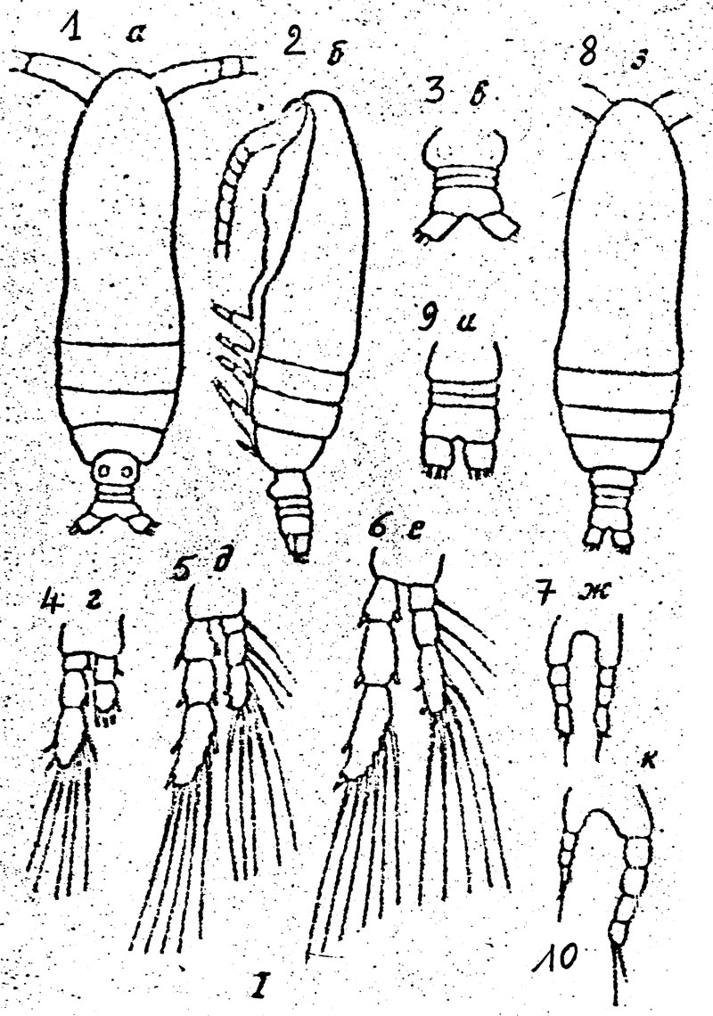 Species Calocalanus omaniensis - Plate 1 of morphological figures