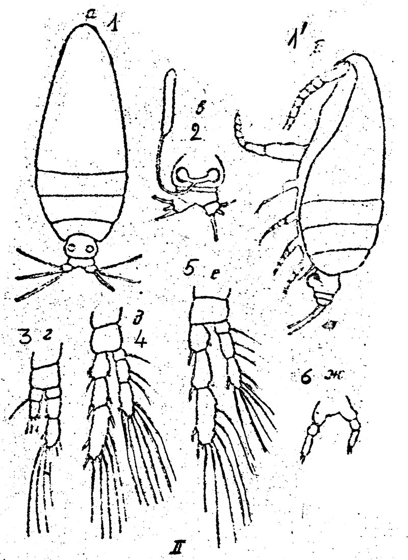 Species Calocalanus pyriformis - Plate 1 of morphological figures