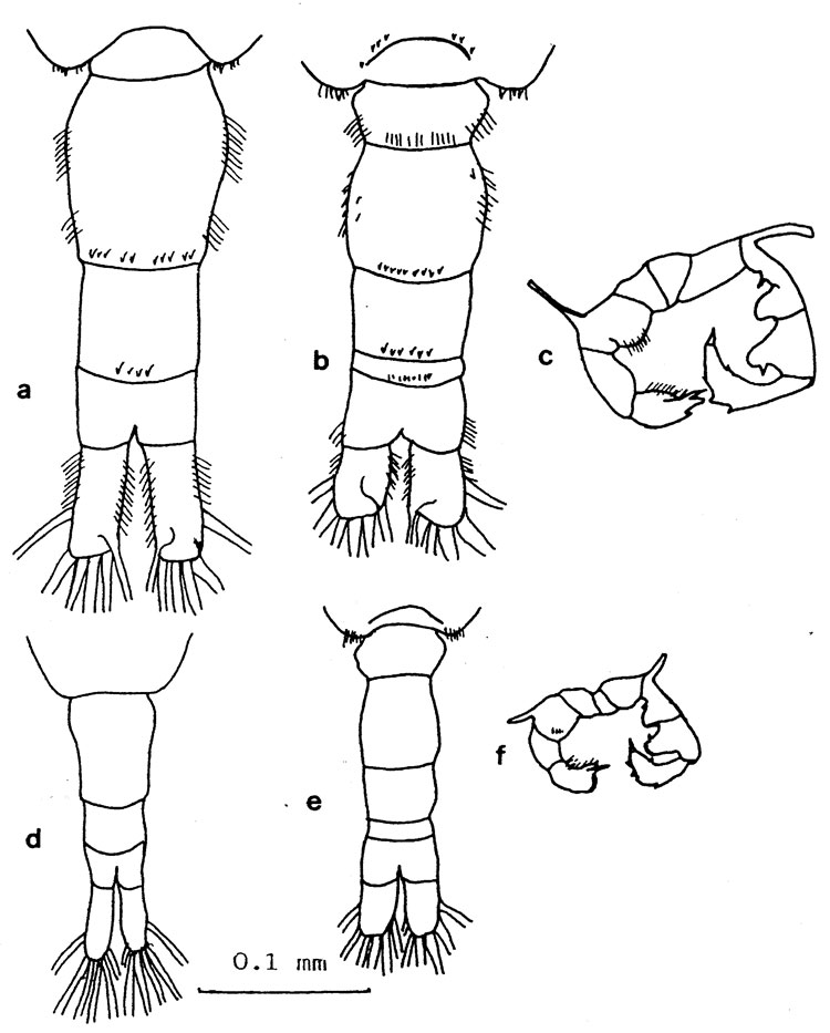 Espèce Acartia (Acartiura) margalefi - Planche 4 de figures morphologiques
