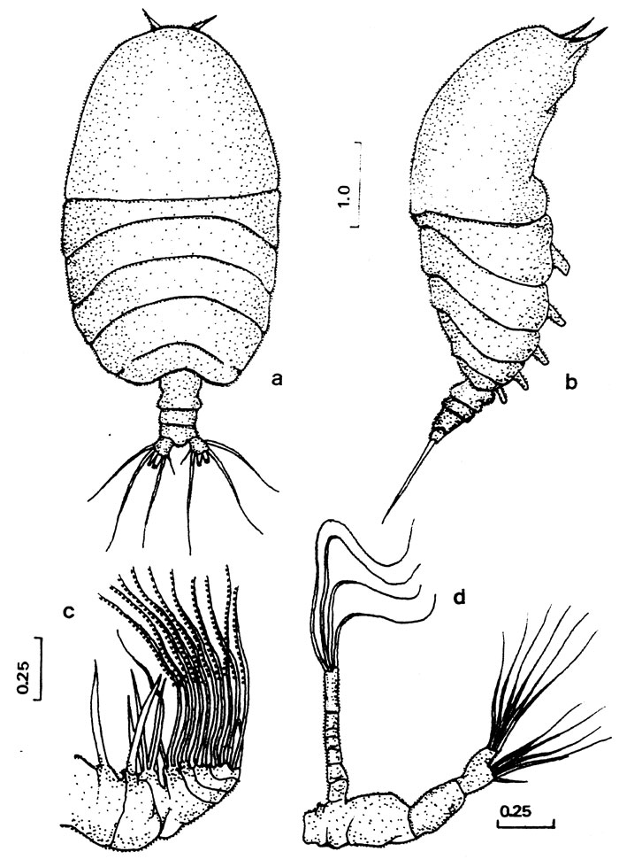 Espèce Centraugaptilus rattrayi - Planche 3 de figures morphologiques
