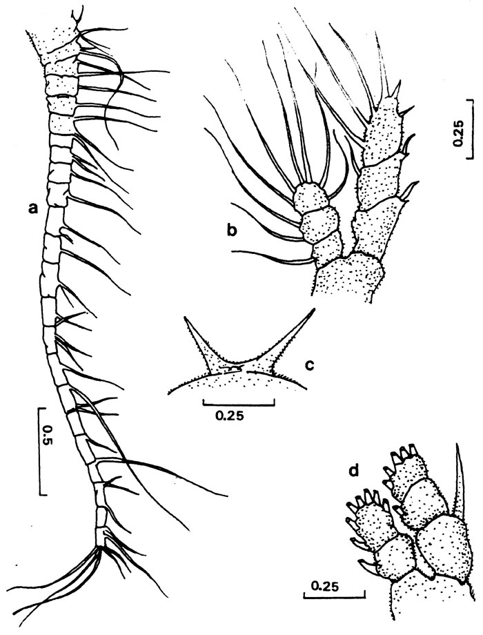 Espèce Centraugaptilus rattrayi - Planche 5 de figures morphologiques