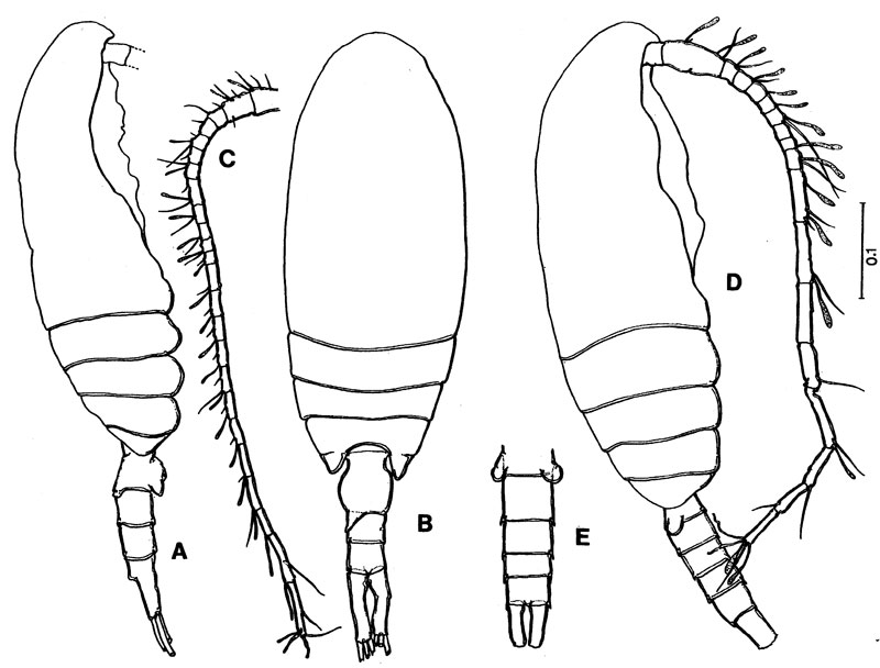 Espce Fosshagenia ferrarii - Planche 1 de figures morphologiques