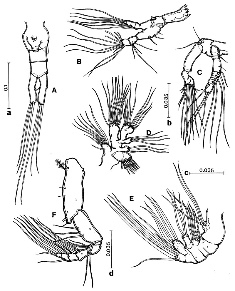 Species Fosshagenia ferrarii - Plate 2 of morphological figures