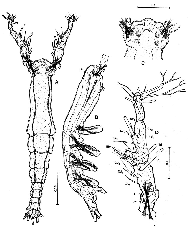 Espce Cymbasoma tenue - Planche 1 de figures morphologiques