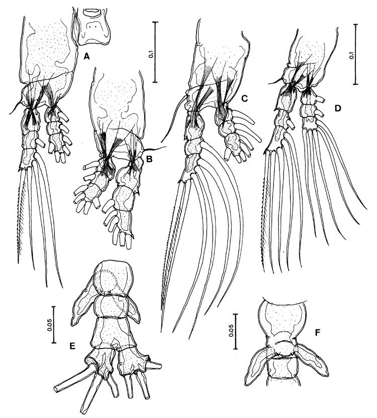 Species Cymbasoma tenue - Plate 2 of morphological figures