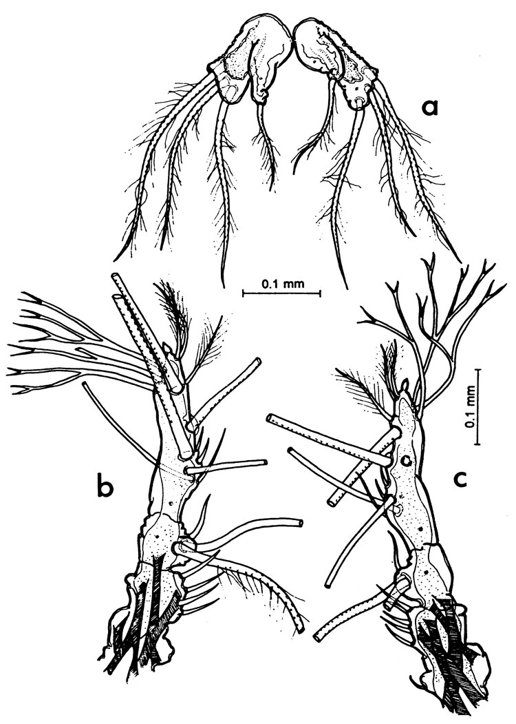 Species Monstrilla gibbosa - Plate 2 of morphological figures