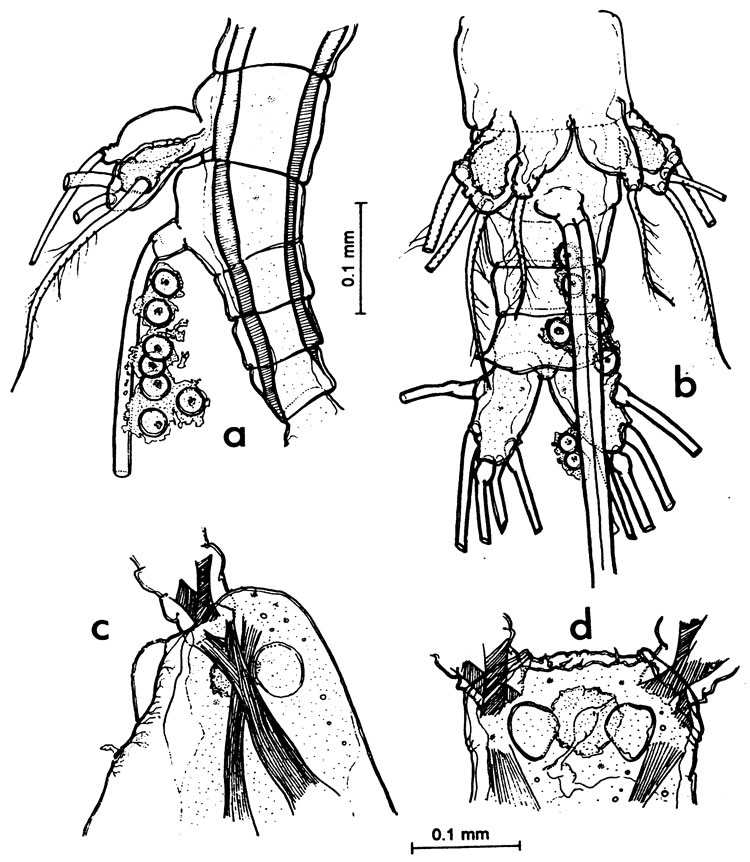 Espce Monstrilla gibbosa - Planche 3 de figures morphologiques