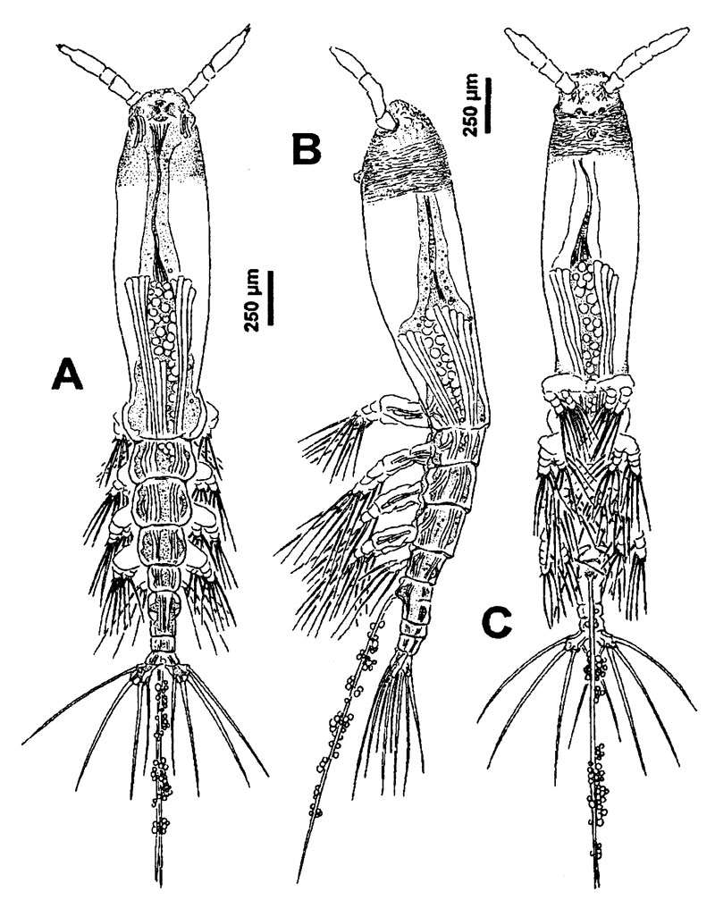 Espèce Monstrillopsis ferrarii - Planche 1 de figures morphologiques