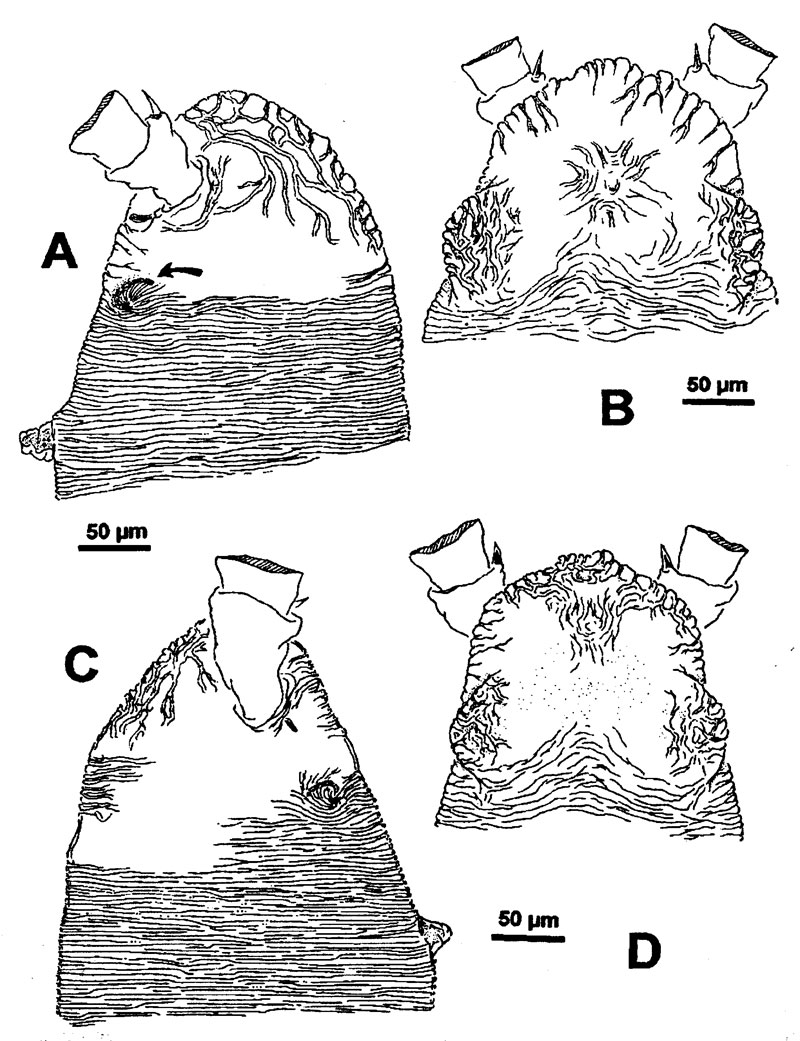 Espèce Monstrillopsis ferrarii - Planche 2 de figures morphologiques