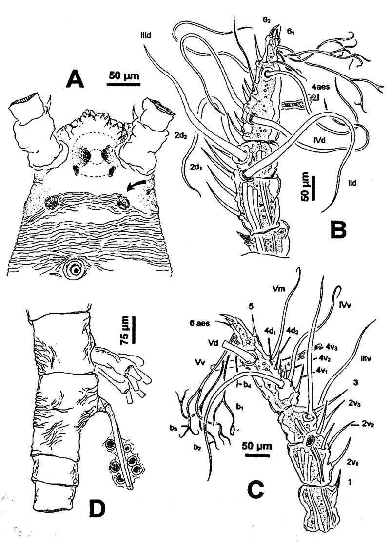Espèce Monstrillopsis ferrarii - Planche 3 de figures morphologiques