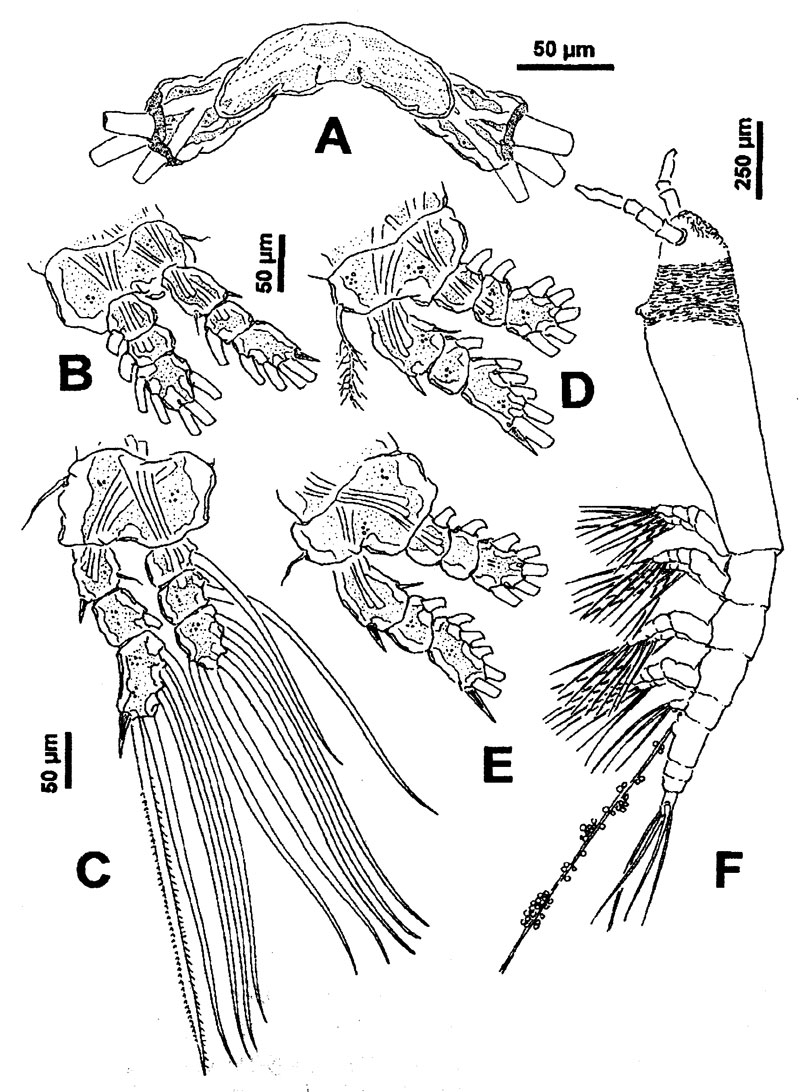 Espèce Monstrillopsis ferrarii - Planche 4 de figures morphologiques