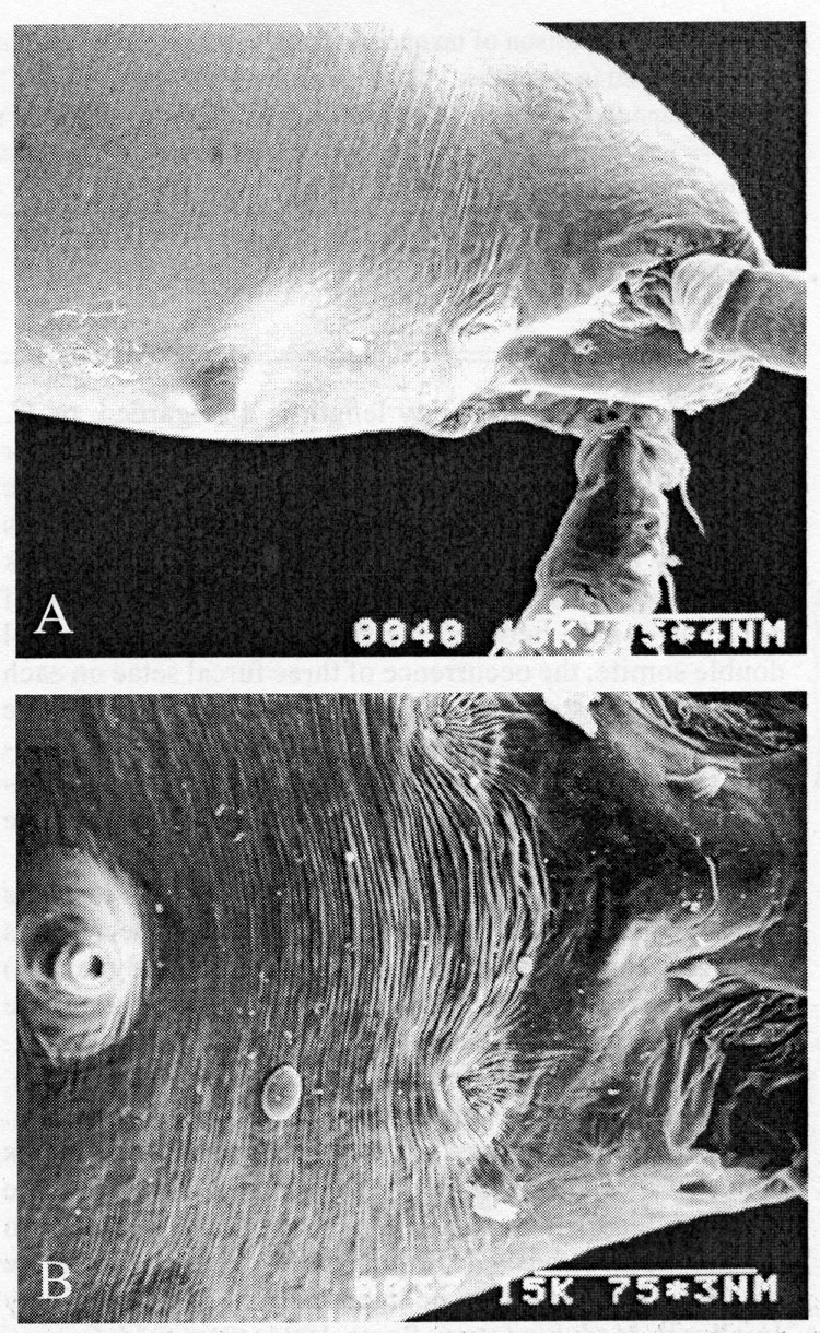 Espèce Monstrillopsis ferrarii - Planche 6 de figures morphologiques