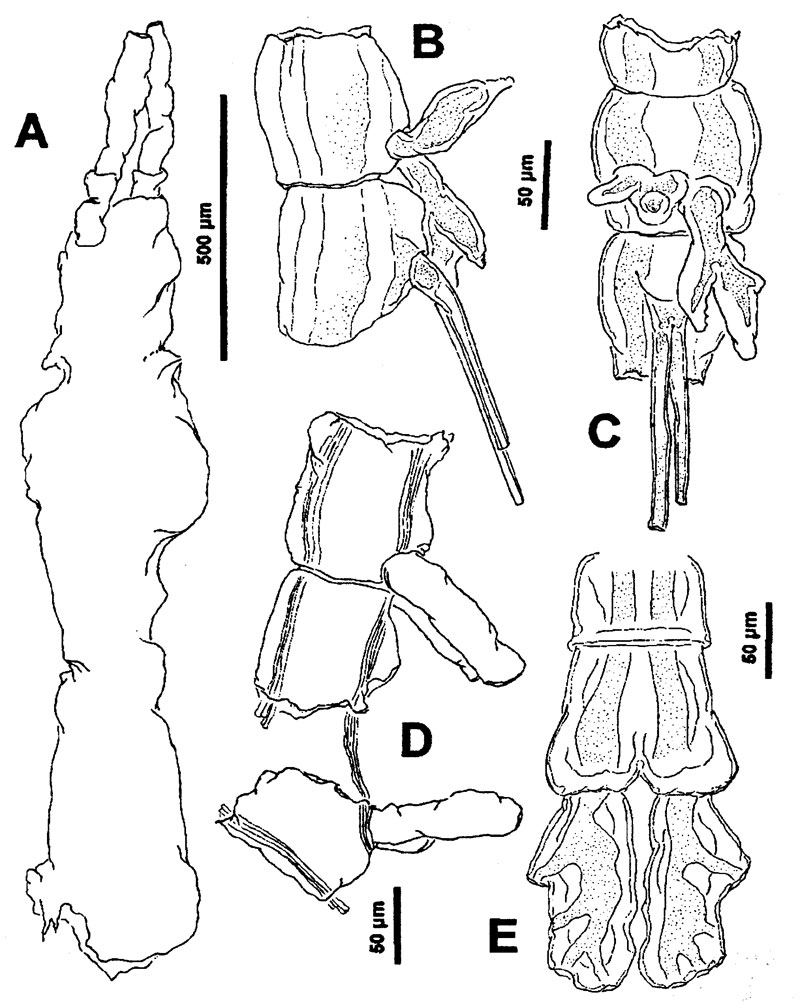 Espce Monstrillopsis dubioides - Planche 1 de figures morphologiques