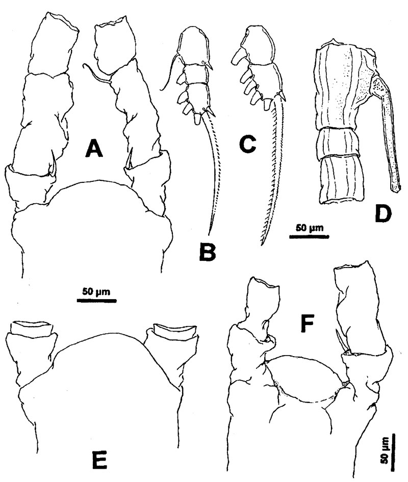 Species Monstrillopsis dubioides - Plate 2 of morphological figures
