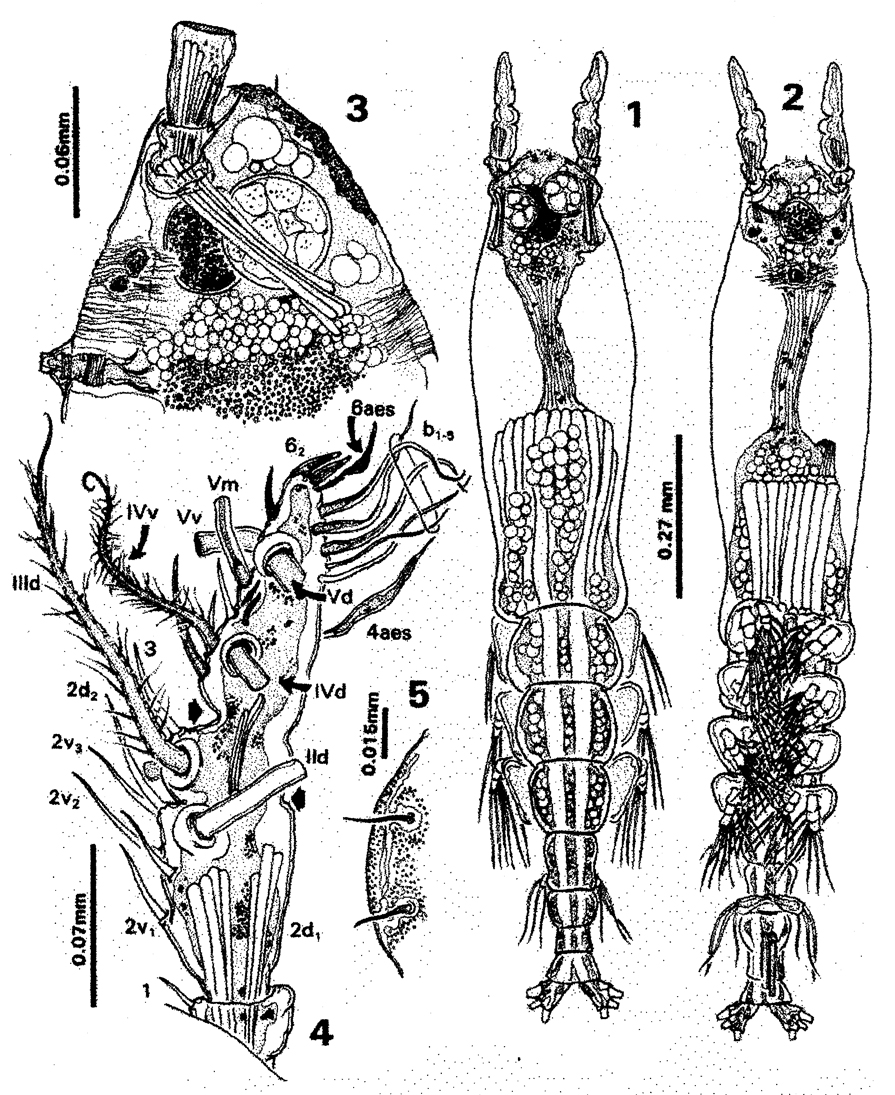 Species Cymbasoma guerrerense - Plate 1 of morphological figures