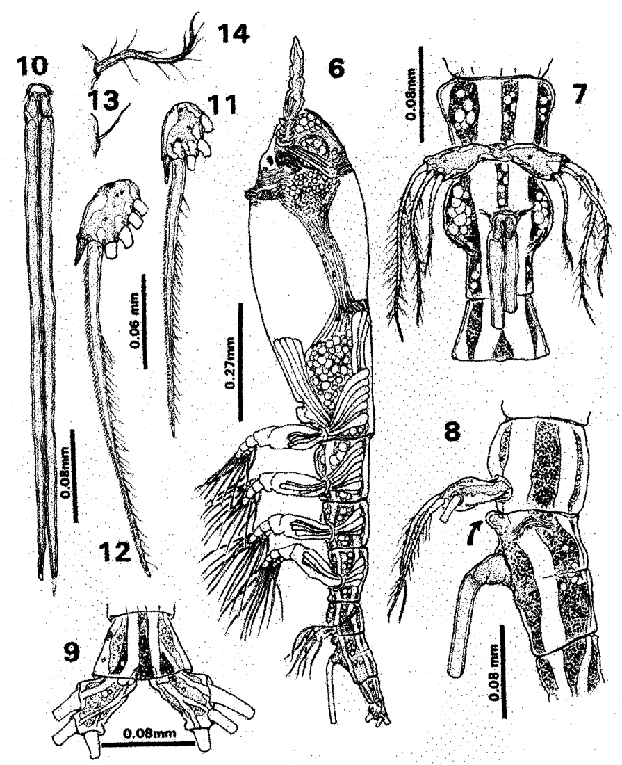 Species Cymbasoma guerrerense - Plate 2 of morphological figures