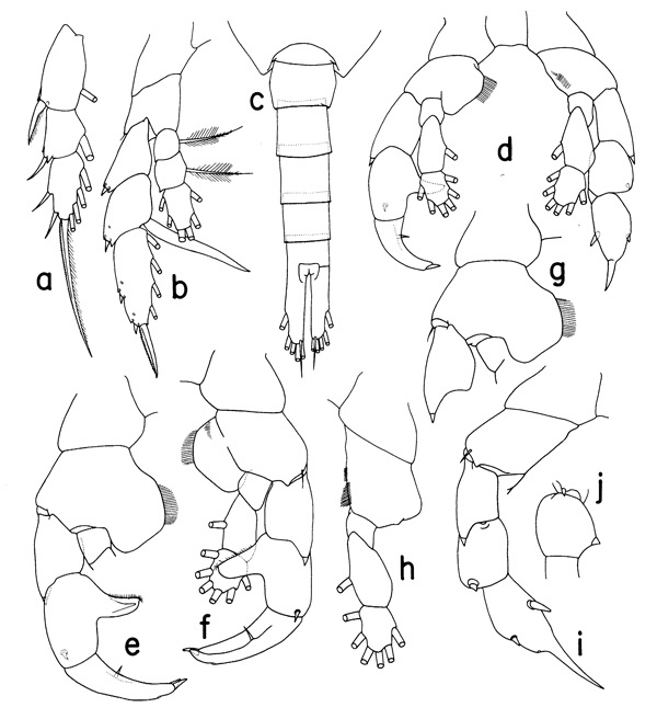 Espce Paraheterorhabdus (Paraheterorhabdus) vipera - Planche 2 de figures morphologiques