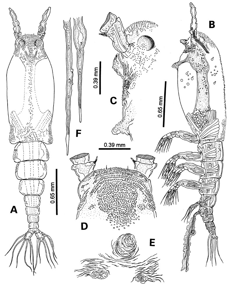 Species Monstrilla pustulata - Plate 1 of morphological figures