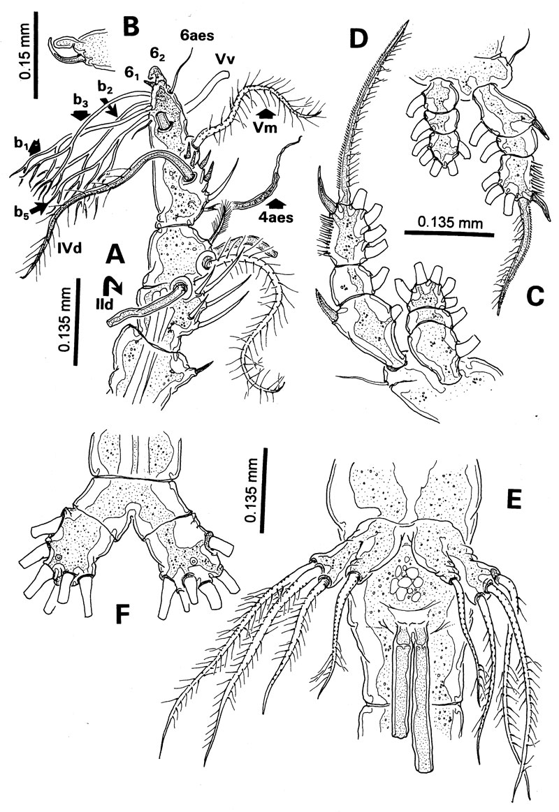 Espce Monstrilla pustulata - Planche 2 de figures morphologiques