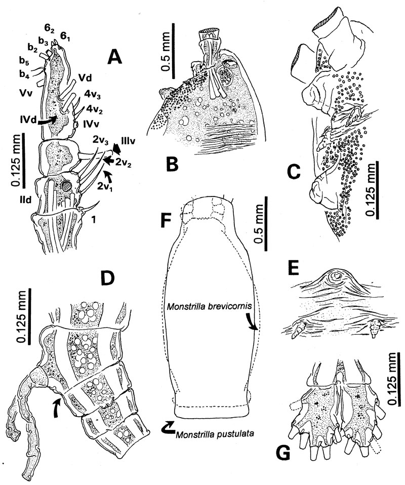 Species Monstrilla brevicornis - Plate 1 of morphological figures