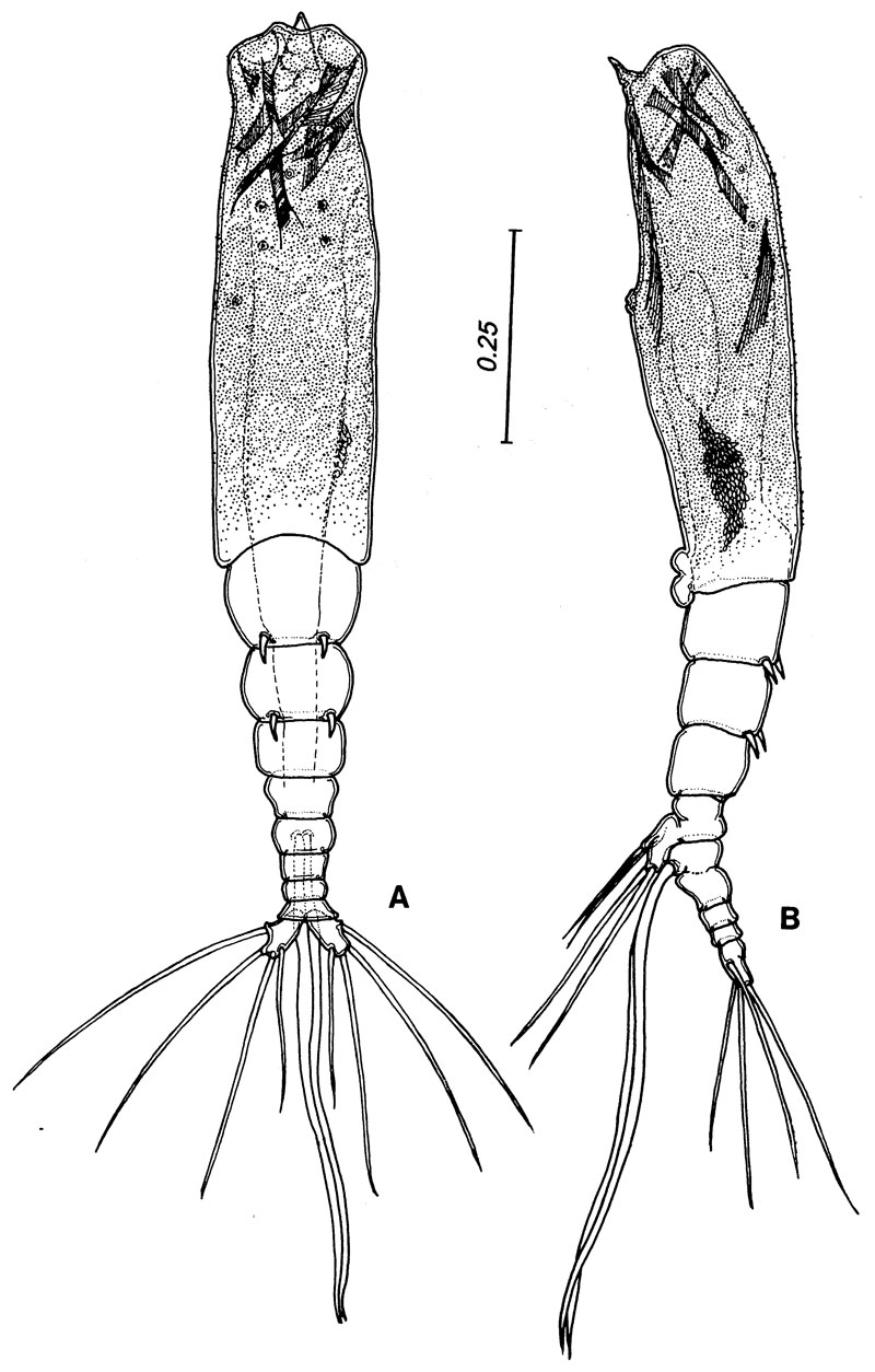 Espce Monstrilla spinosa - Planche 1 de figures morphologiques