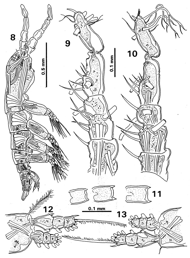 Espèce Monstrilla marioi - Planche 2 de figures morphologiques