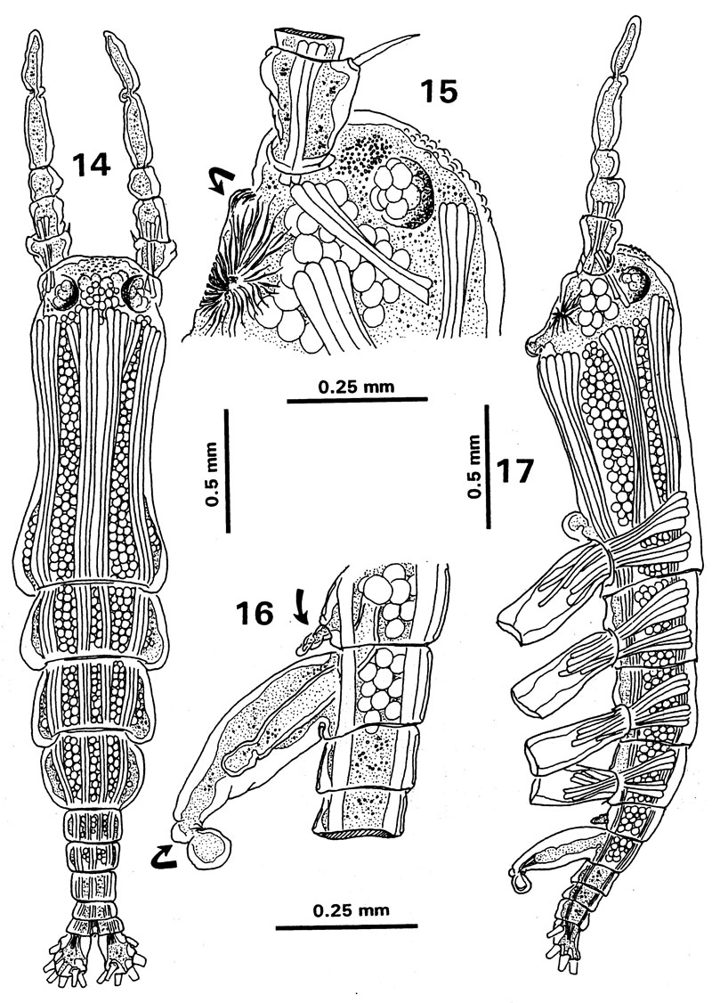 Species Monstrilla globosa - Plate 1 of morphological figures