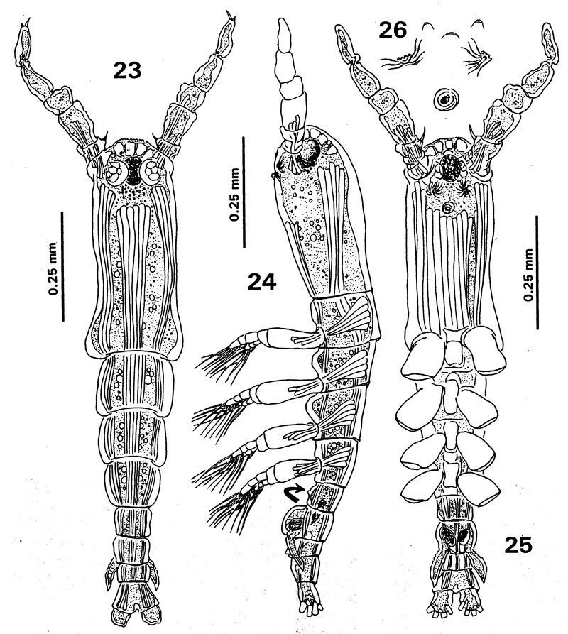 Species Cymbasoma quintanarooense - Plate 1 of morphological figures