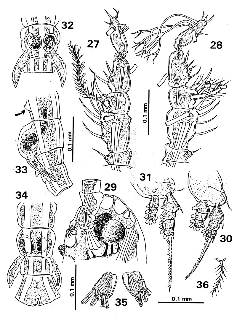 Espce Cymbasoma quintanarooense - Planche 2 de figures morphologiques