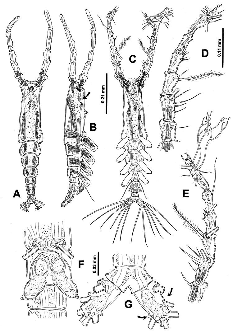 Espce Monstrilla grandis - Planche 5 de figures morphologiques