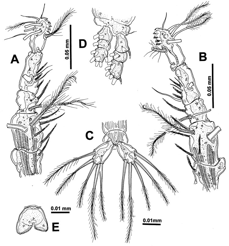 Espèce Monstrilla pygmaea - Planche 2 de figures morphologiques