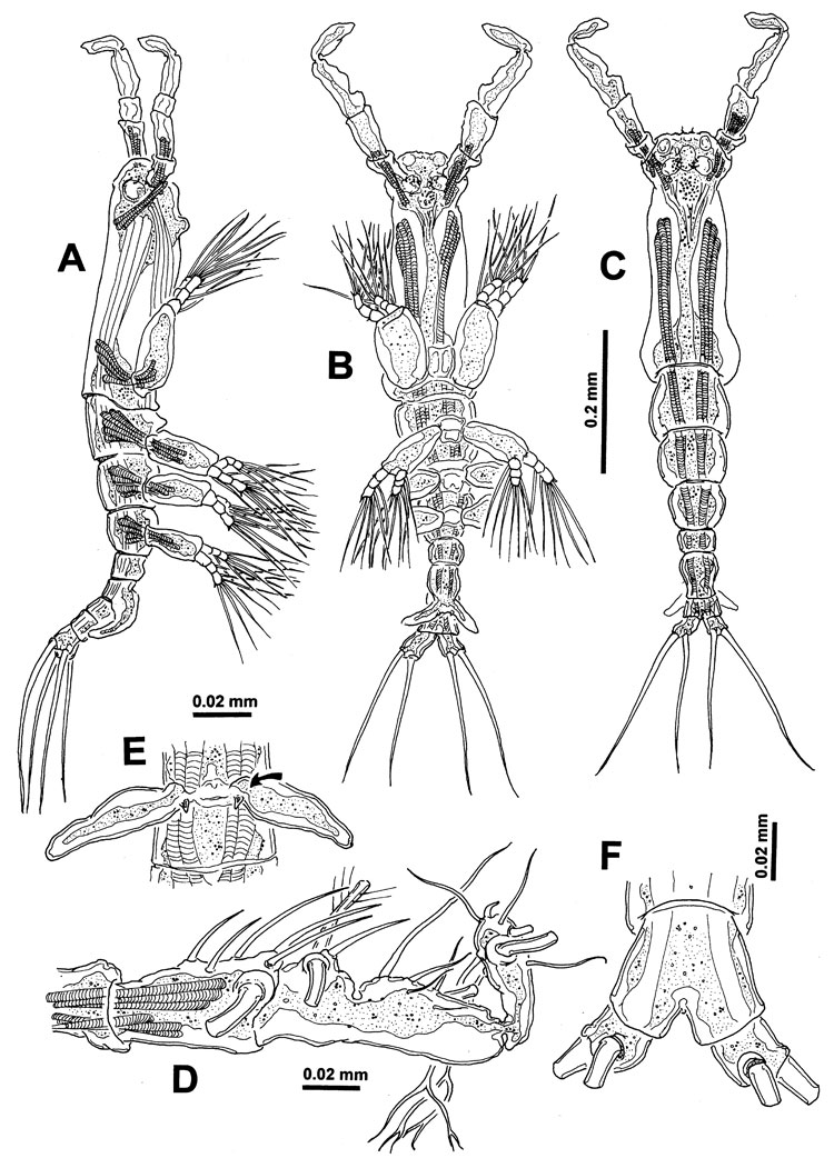 Species Cymbasoma tenue - Plate 3 of morphological figures