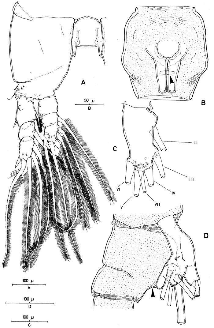 Species Monstrilla grandis - Plate 3 of morphological figures