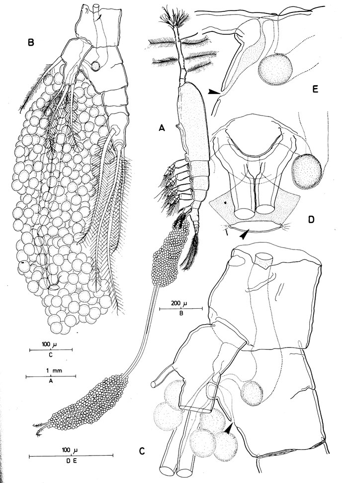 Espce Monstrilla longicornis - Planche 1 de figures morphologiques