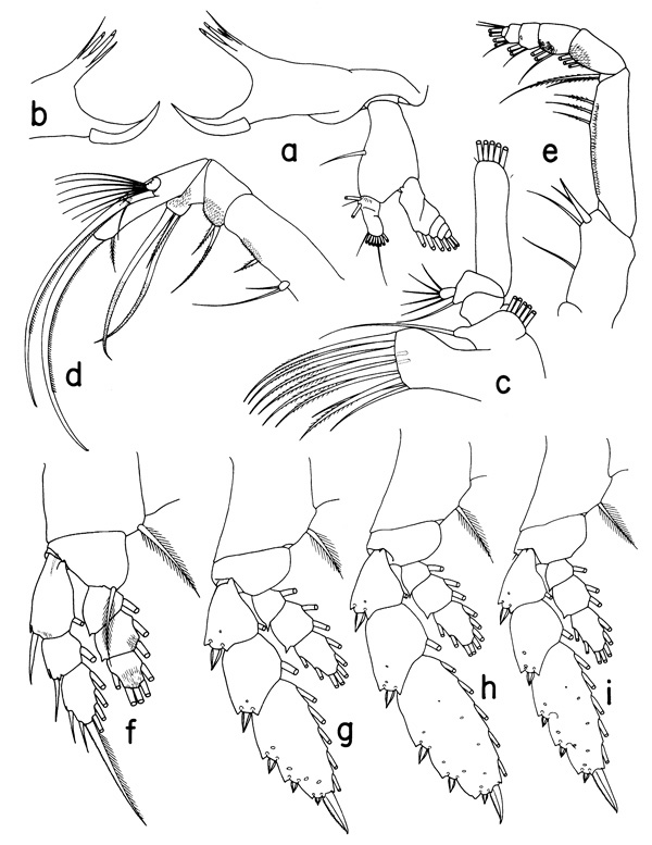 Espèce Paraheterorhabdus (Antirhabdus) compactus - Planche 2 de figures morphologiques