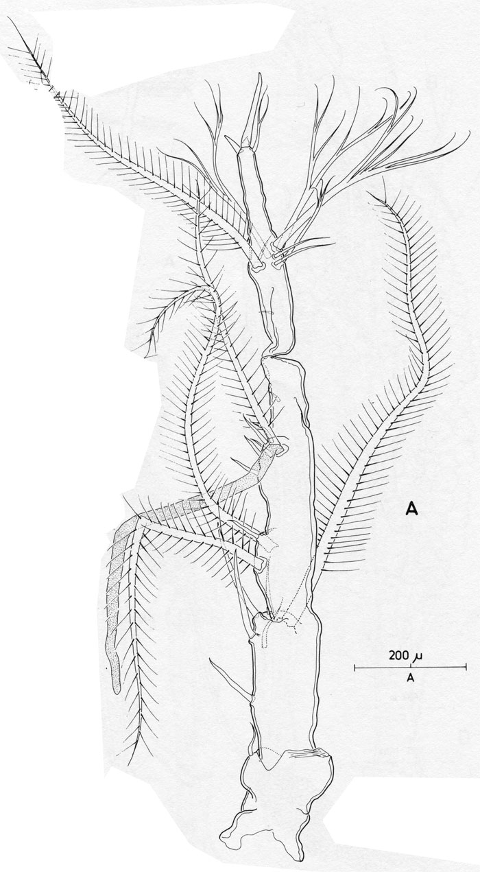 Espèce Monstrilla longicornis - Planche 2 de figures morphologiques