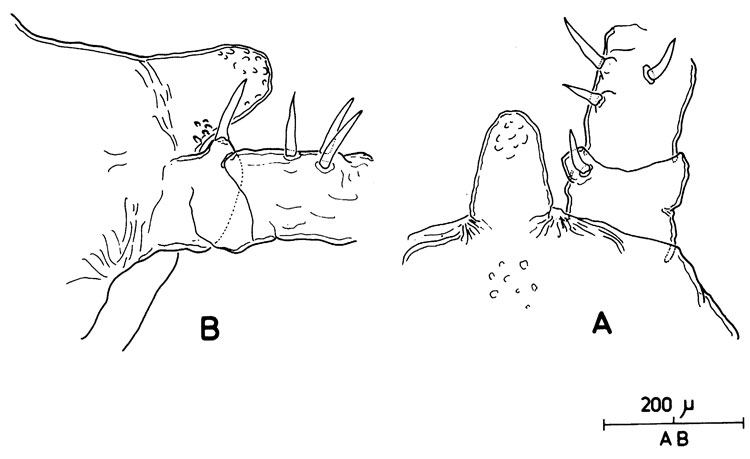 Espèce Monstrilla nasuta - Planche 1 de figures morphologiques